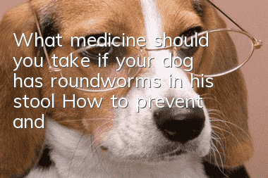 What medicine should you take if your dog has roundworms in his stool? How to prevent and treat roundworms in dogs?