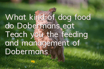 What kind of dog food do Dobermans eat? Teach you the feeding and management of Dobermans