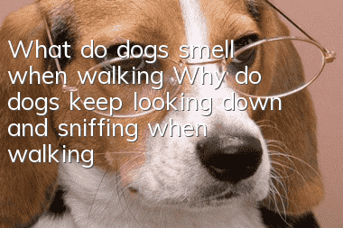 What do dogs smell when walking? Why do dogs keep looking down and sniffing when walking?