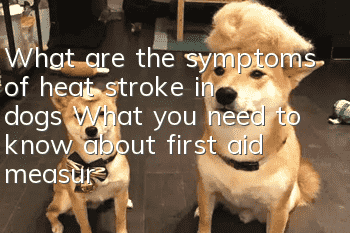 What are the symptoms of heat stroke in dogs? What you need to know about first aid measures for dog heatstroke