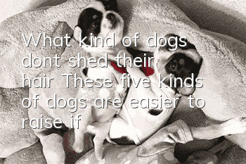 What kind of dogs don’t shed their hair? These five kinds of dogs are easier to raise if they don’t shed their hair.