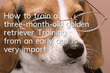 How to train a three-month-old golden retriever? Training from an early age is very important!