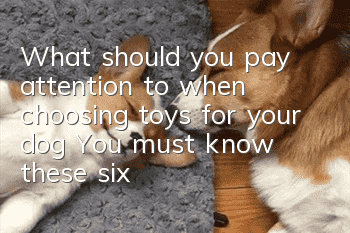 What should you pay attention to when choosing toys for your dog? You must know these six points