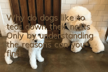 Why do dogs like to tear down their nests? Only by understanding the reasons can you find solutions.