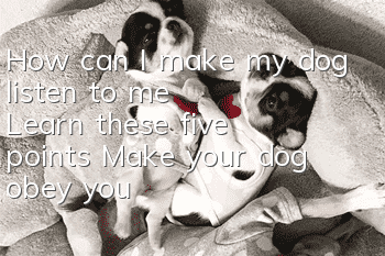 How can I make my dog listen to me? Learn these five points! Make your dog obey you