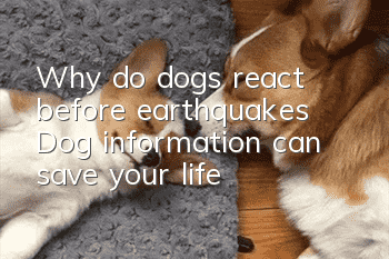 Why do dogs react before earthquakes? Dog information can save your life!