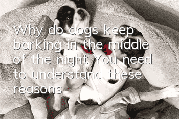 Why do dogs keep barking in the middle of the night? You need to understand these reasons