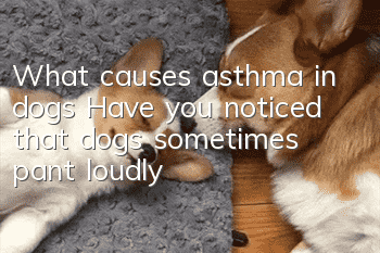 What causes asthma in dogs? Have you noticed that dogs sometimes pant loudly?