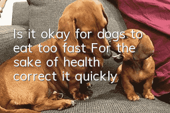 Is it okay for dogs to eat too fast? For the sake of health, correct it quickly!