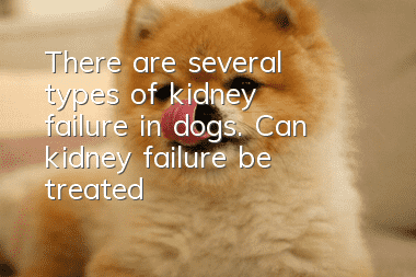 There are several types of kidney failure in dogs. Can kidney failure be treated?