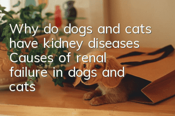 Why do dogs and cats have kidney diseases? Causes of renal failure in dogs and cats