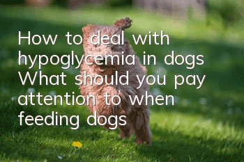 How to deal with hypoglycemia in dogs? What should you pay attention to when feeding dogs with hypoglycemia?