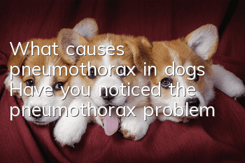 What causes pneumothorax in dogs? Have you noticed the pneumothorax problem?