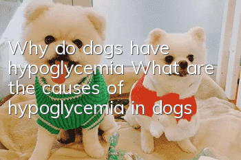 Why do dogs have hypoglycemia? What are the causes of hypoglycemia in dogs?