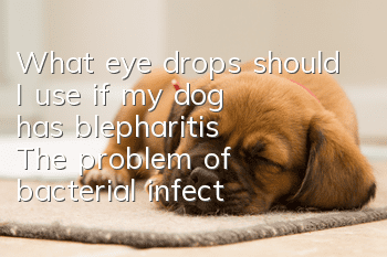 What eye drops should I use if my dog has blepharitis? The problem of bacterial infection is really not a trivial matter!