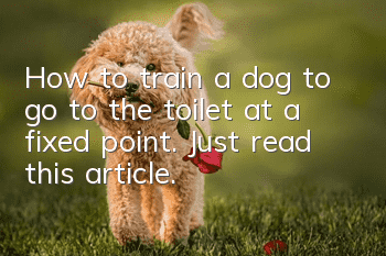 How to train a dog to go to the toilet at a fixed point. Just read this article.
