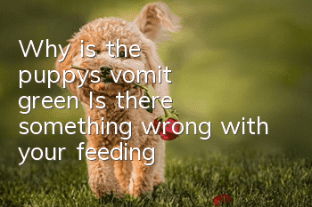 Why is the puppy's vomit green? Is there something wrong with your feeding?