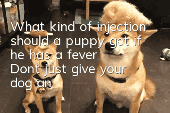 What kind of injection should a puppy get if he has a fever? Don’t just give your dog an injection if there’s nothing wrong. Don’t you understand the drug resistance?