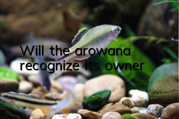 Will the arowana recognize its owner?