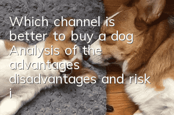 Which channel is better to buy a dog? Analysis of the advantages, disadvantages and risk index of each dog buying channel