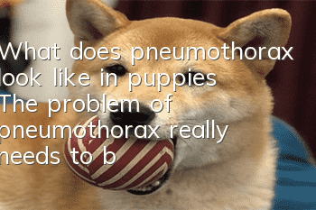 What does pneumothorax look like in puppies? The problem of pneumothorax really needs to be solved in time!