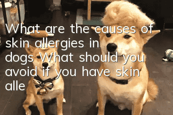 What are the causes of skin allergies in dogs? What should you avoid if you have skin allergies in dogs?