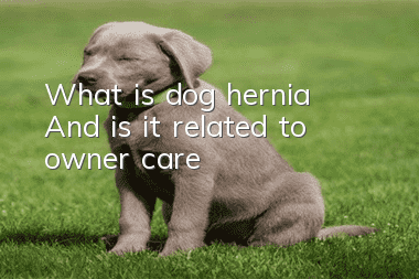 What is dog hernia? And is it related to owner care?