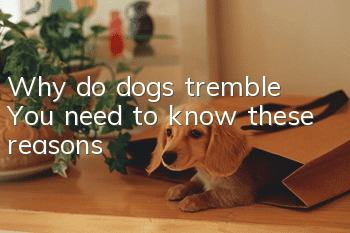 Why do dogs tremble? You need to know these reasons