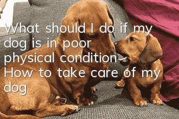 What should I do if my dog is in poor physical condition? How to take care of my dog’s body?