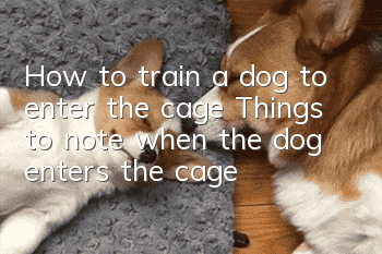 How to train a dog to enter the cage? Things to note when the dog enters the cage