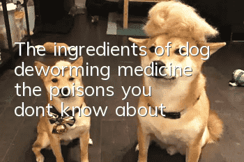 The ingredients of dog deworming medicine: the “poisons” you don’t know about