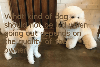 What kind of dog should not be led when going out depends on the quality of the owner!