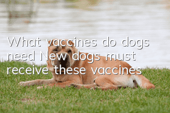 What vaccines do dogs need? New dogs must receive these vaccines