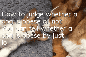 How to judge whether a dog is obese or not? You can tell whether a dog is obese by just looking and touching it.