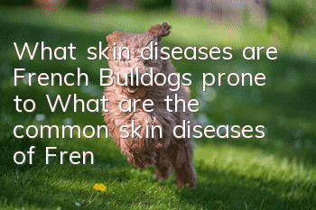 What skin diseases are French Bulldogs prone to? What are the common skin diseases of French Bulldogs?