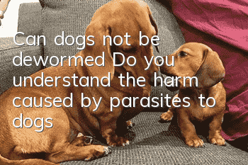 Can dogs not be dewormed? Do you understand the harm caused by parasites to dogs?
