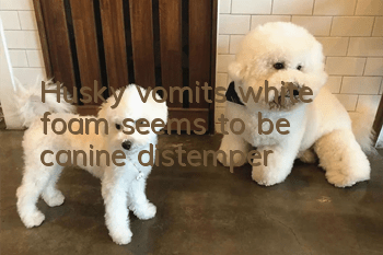 Husky vomits white foam, seems to be canine distemper?