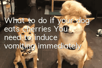 What to do if your dog eats cherries? You need to induce vomiting immediately!