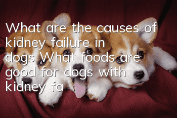 What are the causes of kidney failure in dogs? What foods are good for dogs with kidney failure?