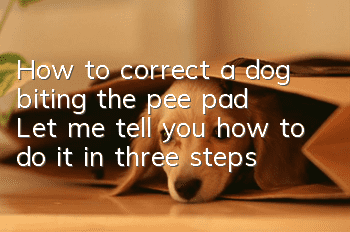 How to correct a dog biting the pee pad? Let me tell you how to do it in three steps