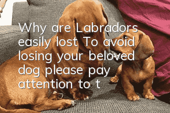 Why are Labradors easily lost? To avoid losing your beloved dog, please pay attention to these things.