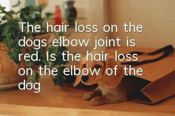 The hair loss on the dog’s elbow joint is red. Is the hair loss on the elbow of the dog’s front leg a skin disease?