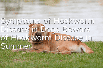Symptoms of Hookworm Disease in Dogs Beware of Hookworm Disease in Summer!