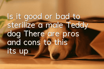 Is it good or bad to sterilize a male Teddy dog? There are pros and cons to this, it’s up to you to decide!