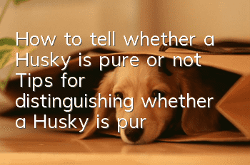 How to tell whether a Husky is pure or not? Tips for distinguishing whether a Husky is pure or not.