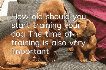 How old should you start training your dog? The time of training is also very important!