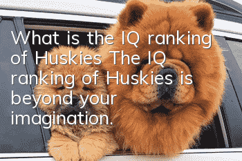 What is the IQ ranking of Huskies? The IQ ranking of Huskies is beyond your imagination.