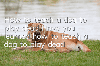 How to teach a dog to play dead? Have you learned how to teach a dog to play dead?