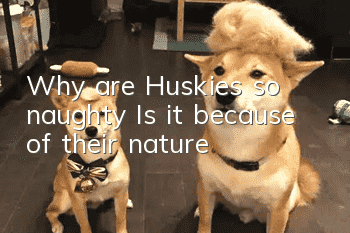 Why are Huskies so naughty? Is it because of their nature?