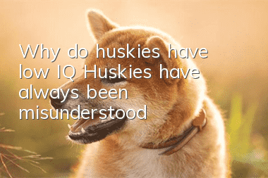 Why do huskies have low IQ? Huskies have always been misunderstood